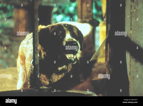 Cujo 1983 Hi Res Stock Photography And Images Alamy