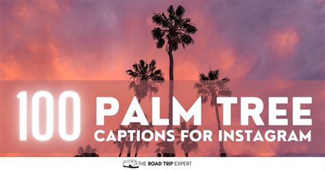 100 Brilliant Palm Tree Captions And Quotes For Instagram