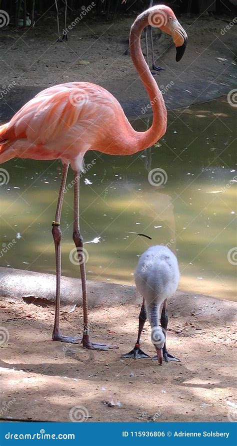 Mom And Baby Flamingo Stock Photo Image Of Flamingo 115936806