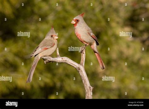 Pyrrhuloxia Pair Hi Res Stock Photography And Images Alamy