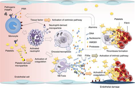 Inflammation And Thrombosis Roles Of Neutrophils Platelets And