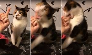 Cat Attacks After Being Given The Finger In Video Daily Mail Online