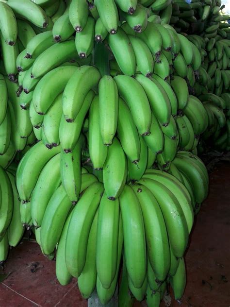 G9 Banana At Rs 32kilogram Bananas In Raipur Id 13481767612
