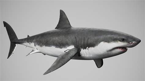 Great White Shark 3d Model Turbosquid 1717534