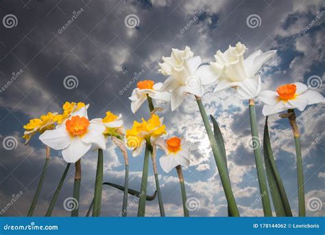 Daffodils With A Blue And Cloudy Sky In The Background Narcissus Stock