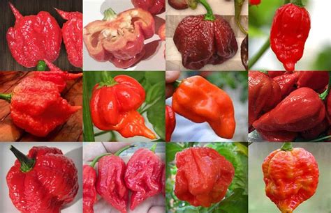 Top 10 Hottest Chili Peppers
