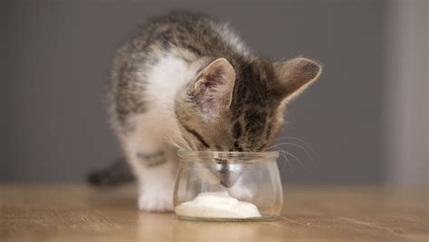 Can cats eat yogurt? you may be asking this if you want to add something different to your kitty's diet, or maybe if your cat has helped themselves the good news is that most cats do fine with small amounts of plain yogurt. Can Cats Eat Yogurt? Is Yogurt Safe For Cats? - CatTime