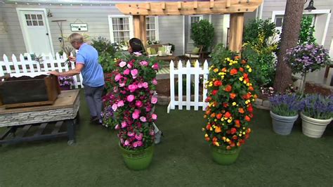 Cottage Farms Color Sizzle Climbing Rose Duo On Qvc Youtube