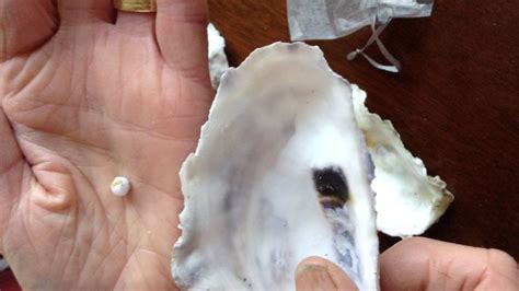 Pearl Found In Monthly Treat Weymouth Oyster Bbc News
