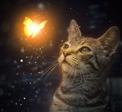 Cat Butterfly Glowing Free Photo On Pixabay Pixabay
