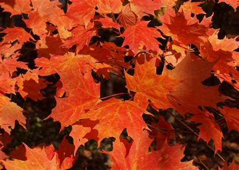 Maple Leaves Free Stock Photo Public Domain Pictures