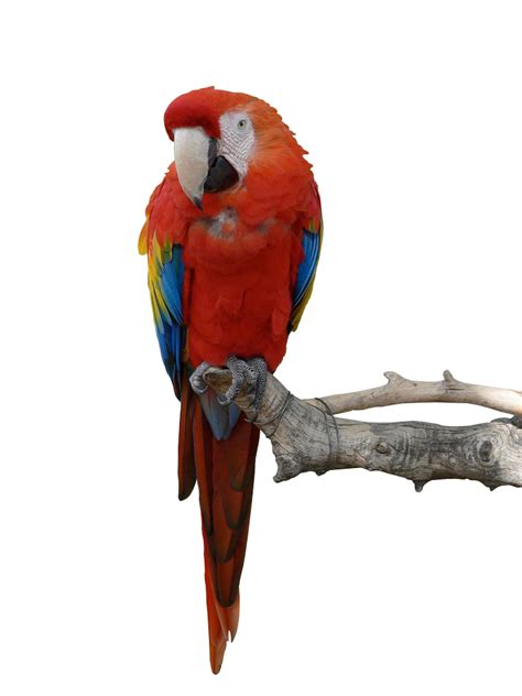 Parrot Png Hd Png All