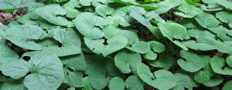 Asarum Canadense Canada Wild Ginger Lincoln Landscaping