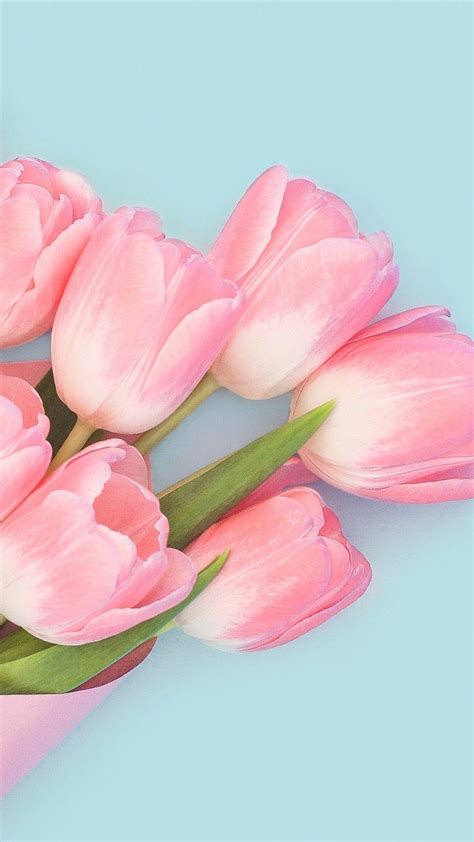 30 Pink Tulip Iphone Wallpaper Bizt Wallpaper