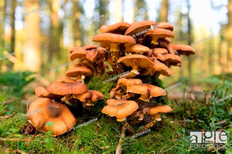 Group Brown Mushrooms In Forest Stock Photo Picture And Low Budget