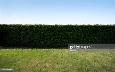 Hedge Isolated Photos And Premium High Res Pictures Getty Images