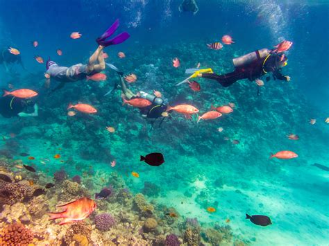 Red Sea Diving Resorts Explore Diving Red Sea Scuba Dive Red Sea
