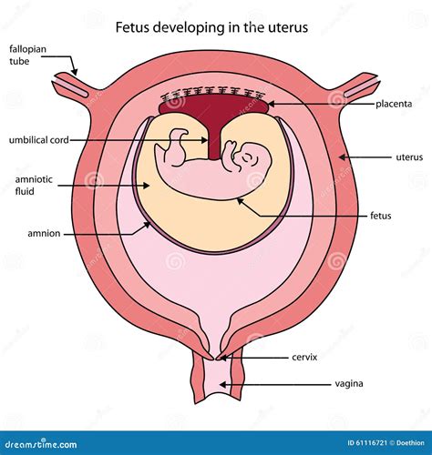 Fully Labeled Diagram Of Fetus Developing In The Uterus Stock Vector