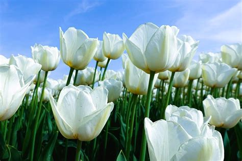 Tulipanes Significado Por Color Blog De Flores