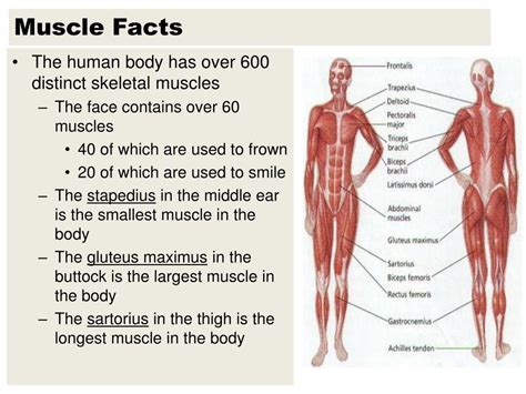 Ppt Names Of Muscles Are Descriptive Powerpoint Presentation Free