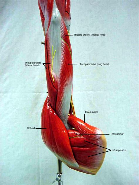 The muscle groups include the deltoids, which are made up of an anterior, medial and posterior head; Upper Extremity