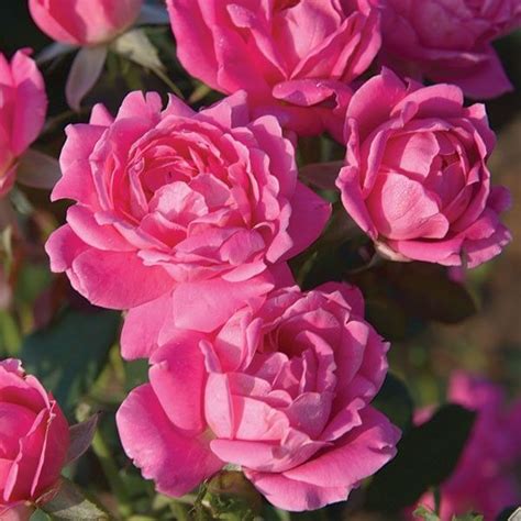 Pink Double Knock Out® Rose Shrub