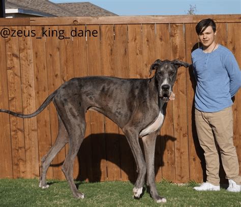 Tallest Dog In The World Rbeamazed