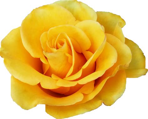 6 Yellow Rose Png Transparent