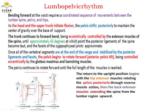 Lumbopelvic Rhythm Clearptconcepts