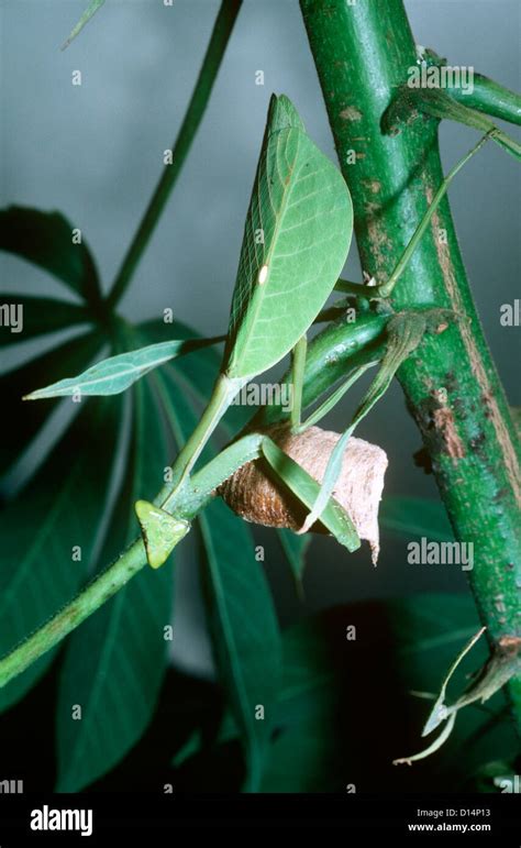 Praying Mantis Macromantis Sp Female Guarding Her Egg Case Ootheca