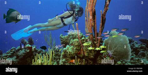 A Scuba Diving Girl In A Bikini Poses Above The Coral Reef In The Warm