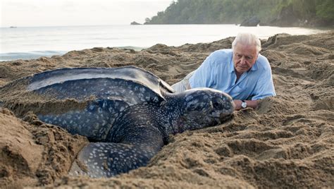 60 Years Into His Career David Attenborough Still Marvels Over Nature