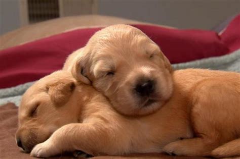 Absolutely Adorable Puppy Photos Too Cute Animal Planet