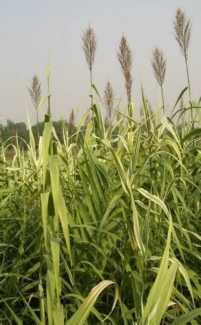 30 Giant Reed Arundo Donax Source Shizhao Wikimedia Commons