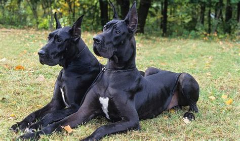 Maybe you would like to learn more about one of these? Great Dane Dogs | Amazing Facts & Latest Pictures | All ...