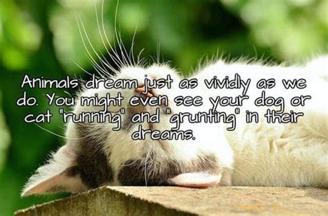 Interesting Facts About Sleep And Dreams That You Need To Know Barnorama