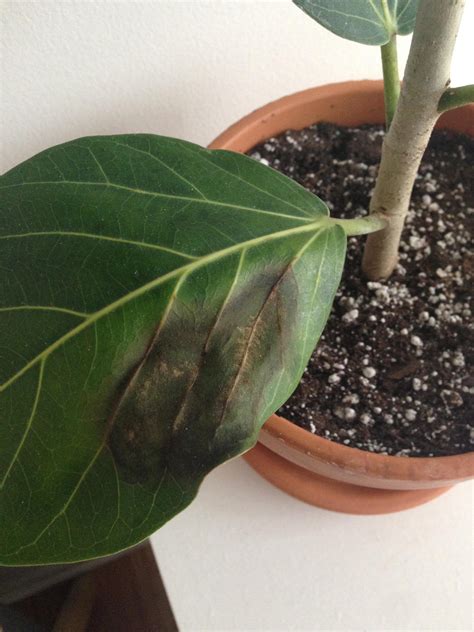 Brown Spots Appearing In The Middle Of Leaves Of My Ficus Audrey