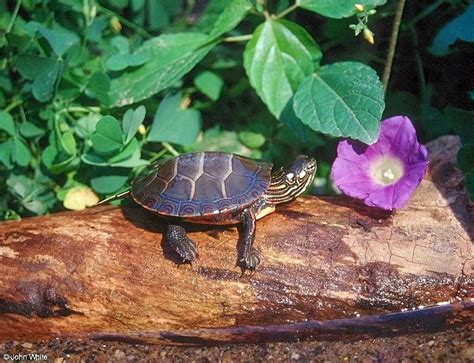 We did not find results for: Eastern Painted Turtle 1; DISPLAY FULL IMAGE.