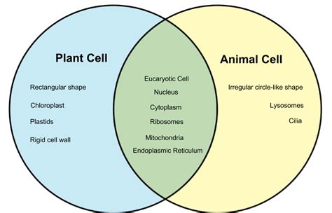 Plant Cell Vs Animal Cell Whyunlikecom
