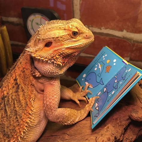 How Smart Are Bearded Dragons Animal Intelligence
