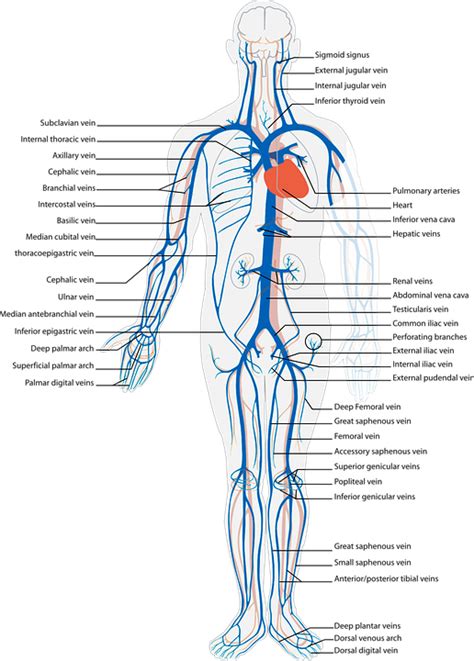 Macam – Macam Sistem Organ pada Manusia beserta Organ Penyusun dan