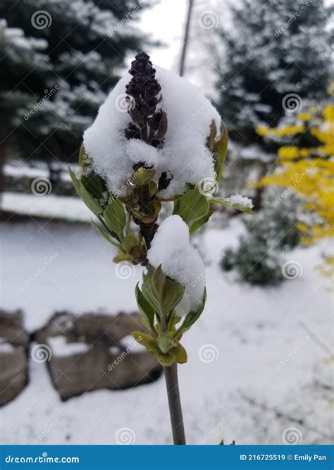 Snowing In Spring Stock Image Image Of Freezing Flower 216725519