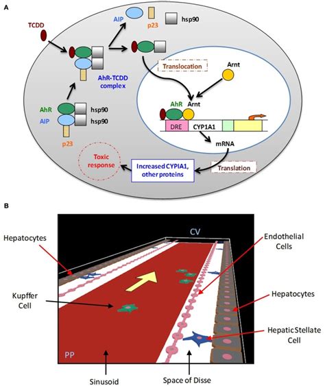 The Ahr Signaling Pathway And Agent Based Spatial Model Of Liver