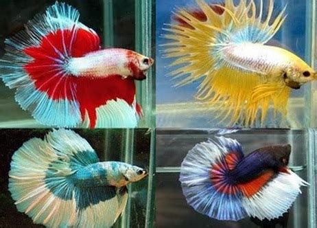 Cara budidaya ikan hias dapat dikatakan sebagai salah satu budidaya jenis ikan yang cukup mudah. Budidaya Ikan Cupang Untungnya Memang Memikat