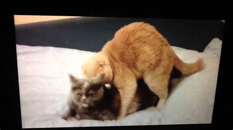 Cats Humping Youtube