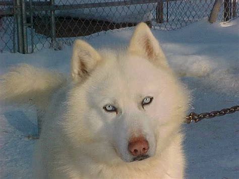 Alaskan Malamute White Husky Pets Lovers