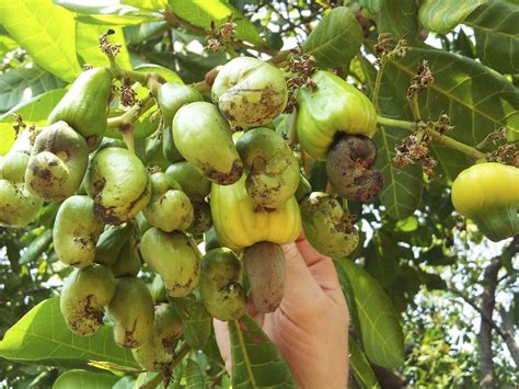 Cashew Nut Trees Learn How To Grow Cashews Cashew Nut Tree Nut Tree