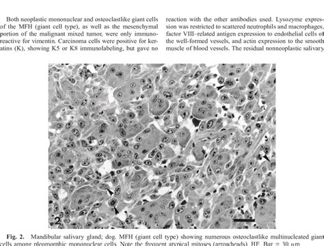 Mandibular Salivary Gland Dog Mfh Giant Cell Type Involving The