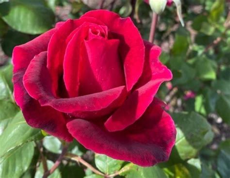 Rose Mr Lincoln 3ft Std 250mm The Garden Feast