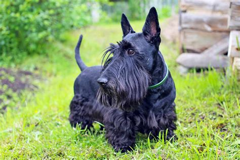 Scottish Terrier Scottie Dog Breed Information And Characteristics